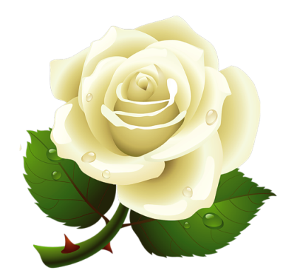 Белая роза: сорта