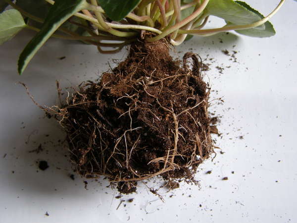Пересадка цикламена как не повредить корни и сохранить растение