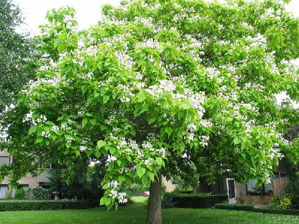 Катальпа: дерево счастья в саду