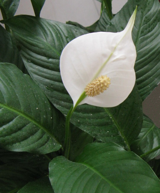 Комнатное Растение Спатифиллум Фото
