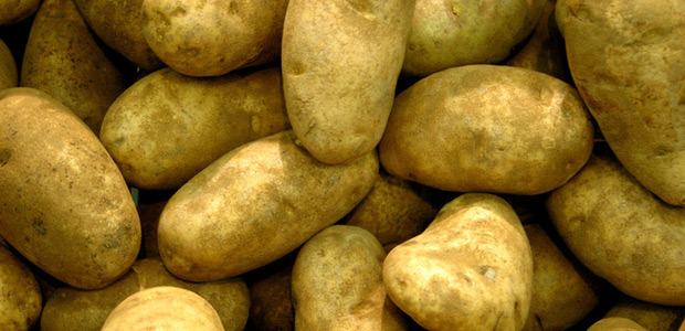 Как правильно посадить картошку и как ее порезать для посадки
