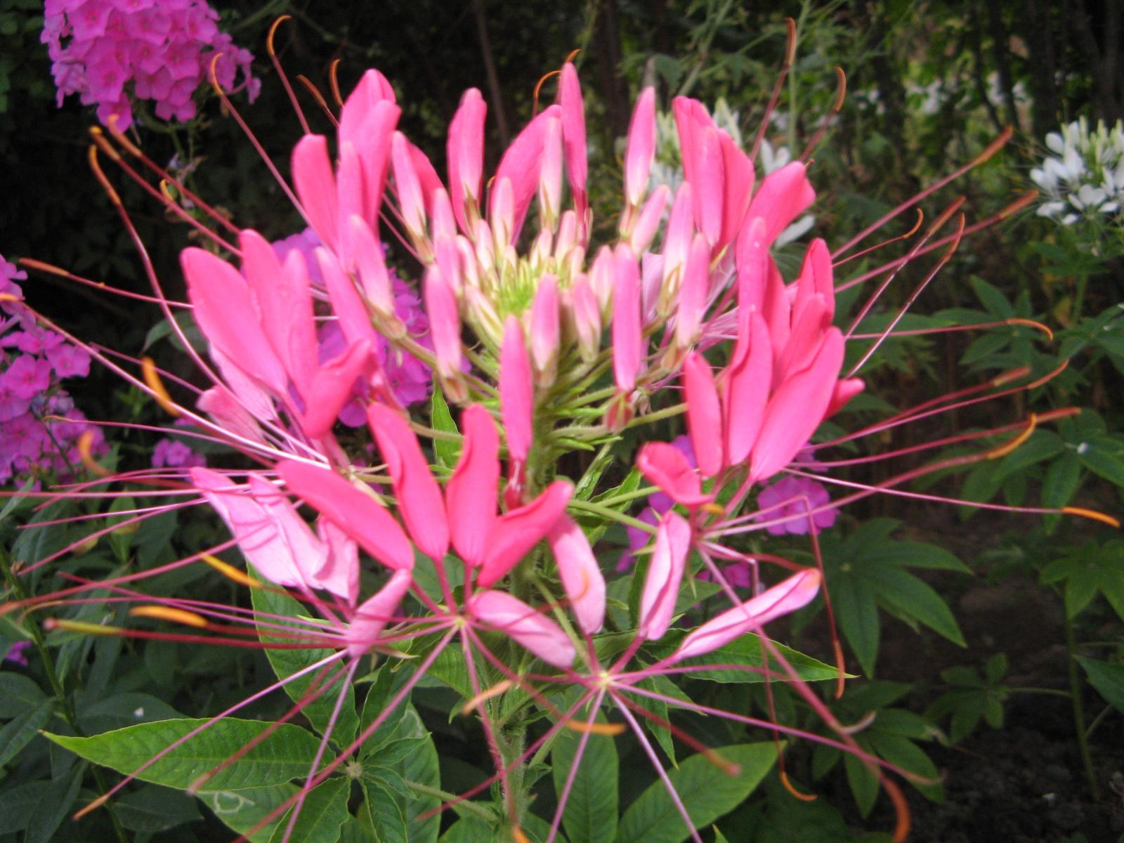 Клеома - грандиозный цветок в саду, описание и выращивание