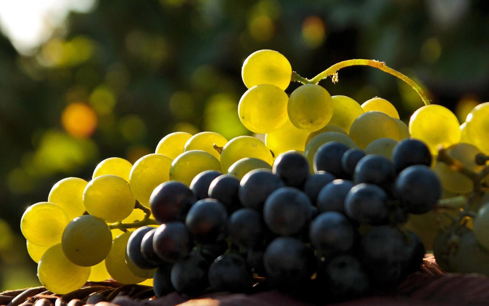 как уберечь виноград от вредителей и болезней ,лоза,виноградная лоза,виноград