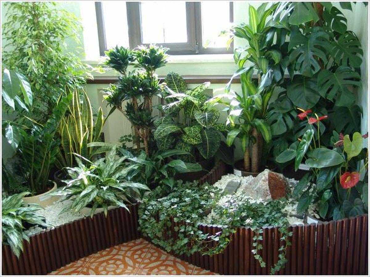 Картинки по запросу "Как удобрять комнатные растения""