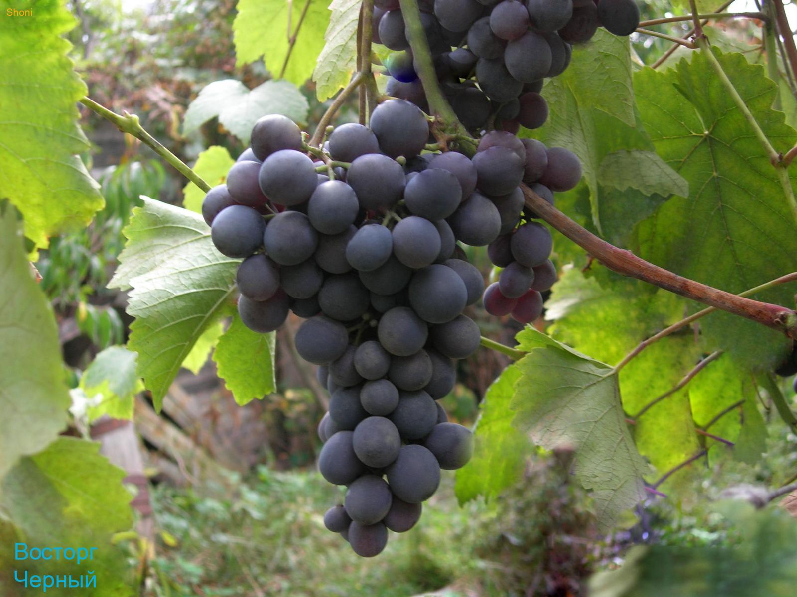 Сорт винограда черный Барон