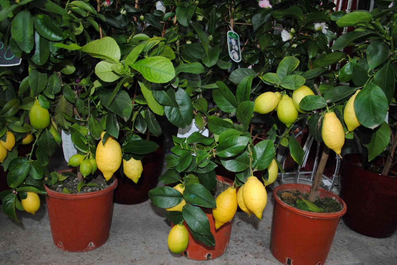 Зачем выращивать дома лимон