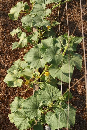 наши огурцы