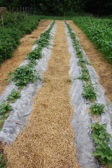 выращивание картофеля