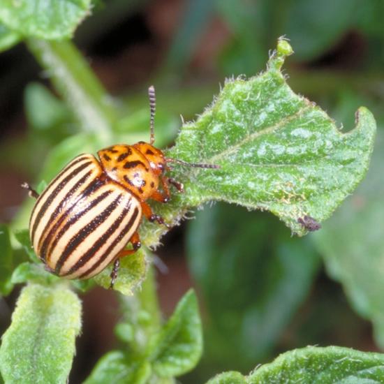 колорадский жук