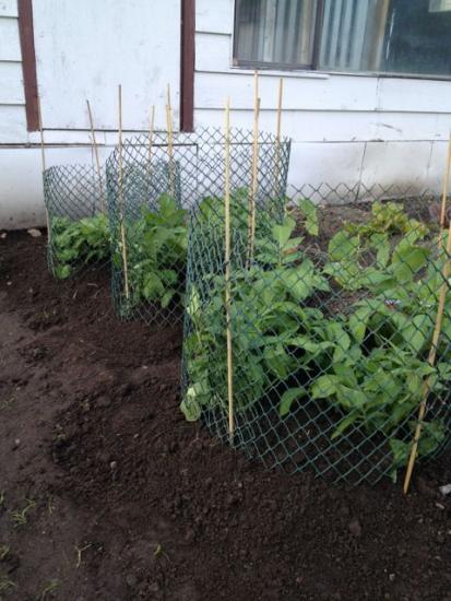 как высаживать картофель