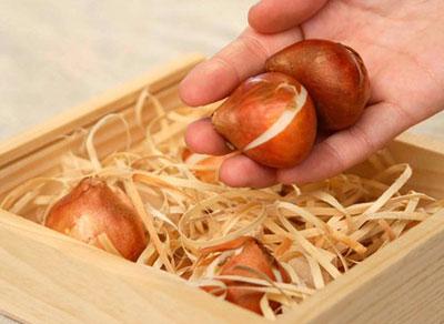 где хранить луковички тюльпанов