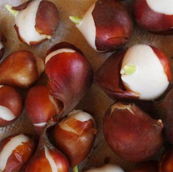 когда высаживать в грунт луковицы тюльпанов