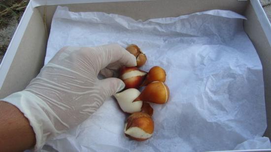 размножение тюльпанов