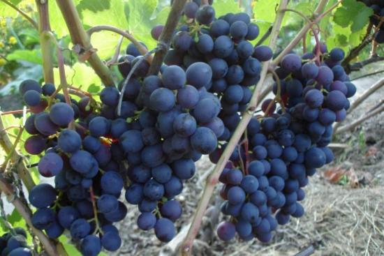 Какой виноград полезнее черный или кишмиш thumbnail