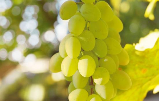 Какой виноград полезнее зеленый или красный thumbnail