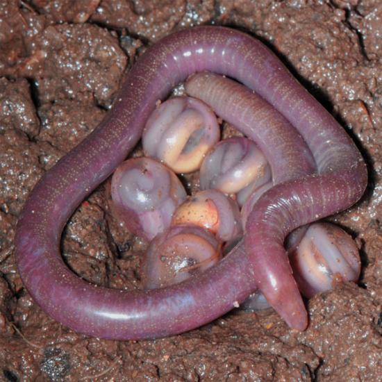 Сколько живут черви дождевые в природе?