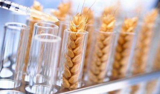 ГМО семена в России список