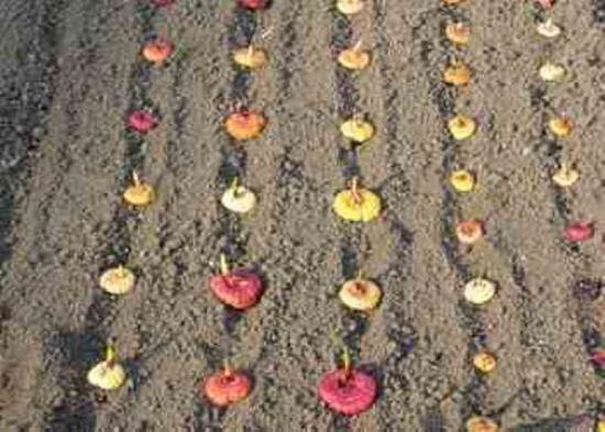 гладиолус баккара