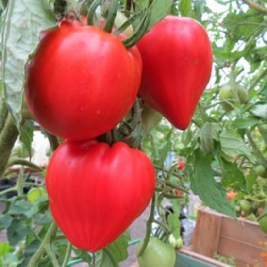 Томат Фатер Рейн: описание сорта помидоров, характеристики, посадка и выращивание, болезни и вредители, отзывы