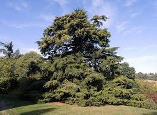 Дерево кедр- фото и описание видов кедровой сосны, уход и выращивание кедра