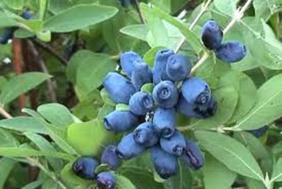 жимолость синичка