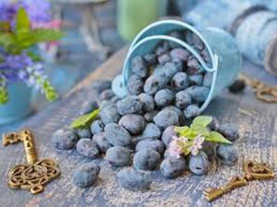 жимолость съедобная