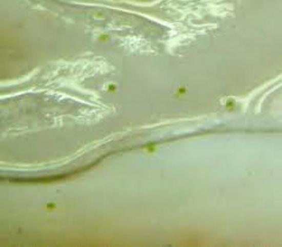 размножение фаленопсиса семенами