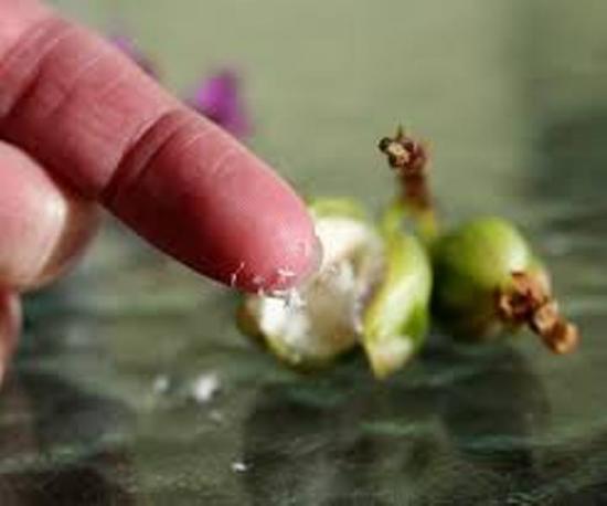 семена фаленопсиса