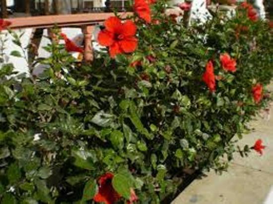 гибискус уход