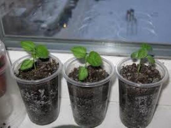 выращивание гибискуса мускусного из семян