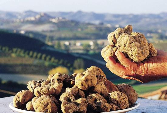 в какиз местностях растут белые трюфели