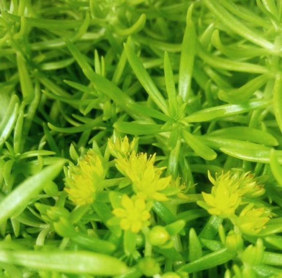 седум, очиток