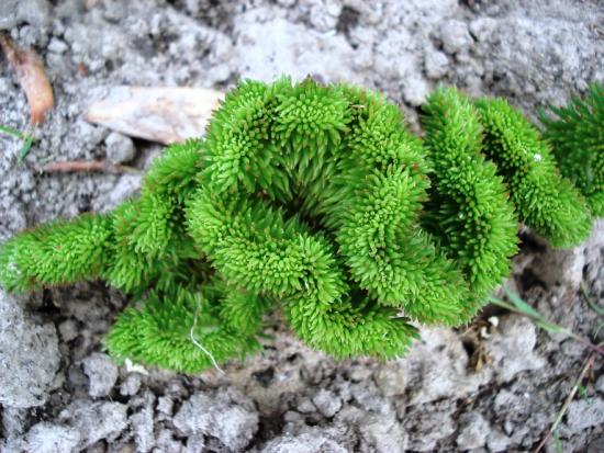 седум скальный