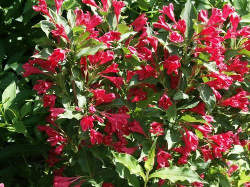 Вейгела гибридная