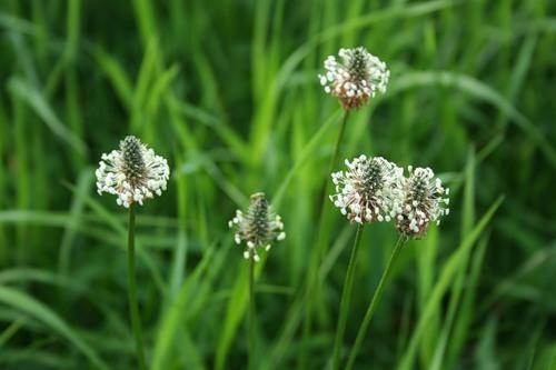 Подорожник