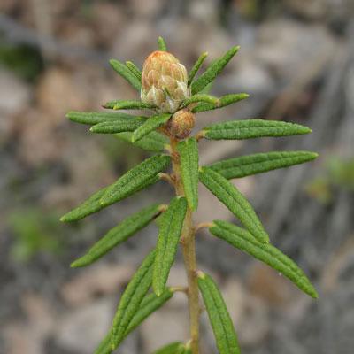 побеги багульника болотного