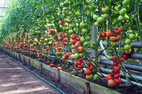 технология выращивания томатов в закрытом грунте