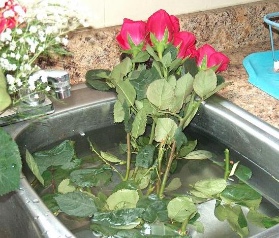 Как вернуть жизнь увядающим розам в вазе: простые способы в домашних условиях