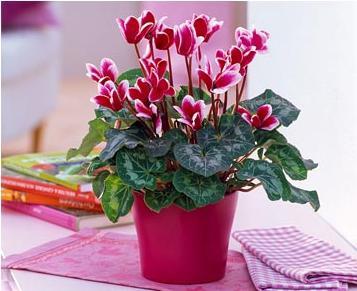 Цикламен растет