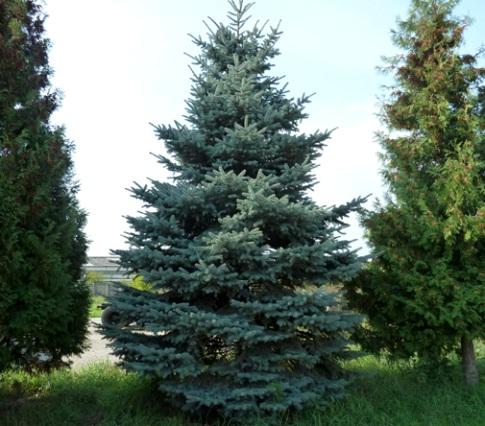 Ельмолодая