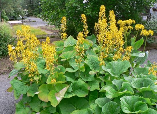 Бузульник многолетник