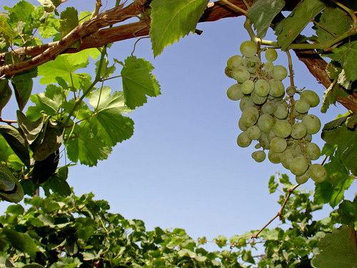 Виноградна лоза - дар часу і природи