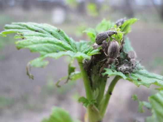 Вредитель долгоносик