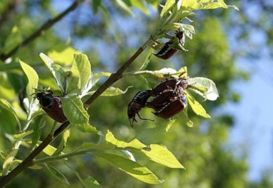 Вредитель сада