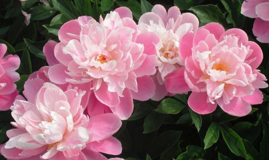 Пион цветет