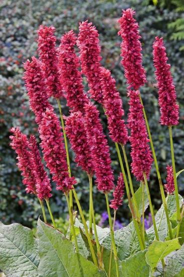 Растение Персикария