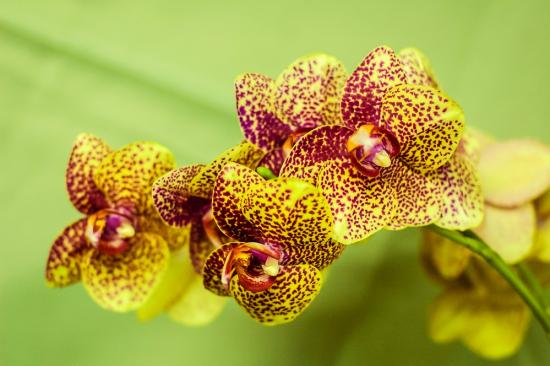 Дендробиум