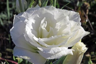 Eustoma