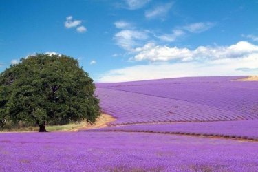 lavanda