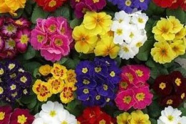 primula